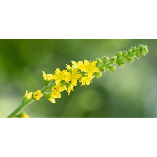 1. Apróbojtorján /agrimony/ Az őszinteség virága