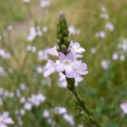 31. Vasfű /Vervain/ A Lelkesedés virága