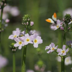 34. Békaliliom /Water Violet/ A kommunikáció virága